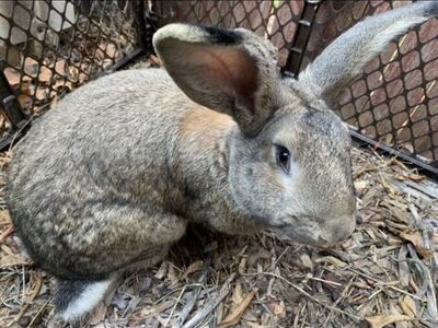 Continental Giant Breeding Pair