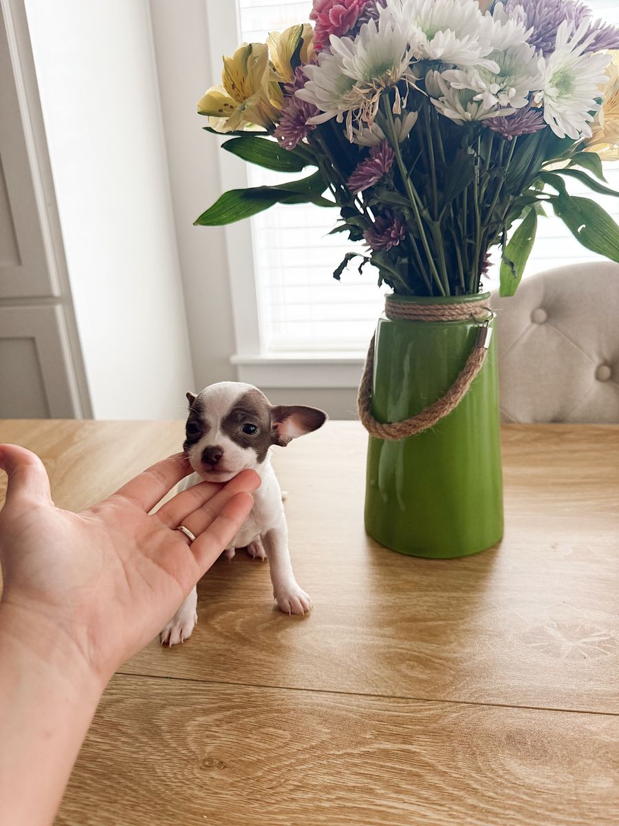 Tiny Chihuahua Male