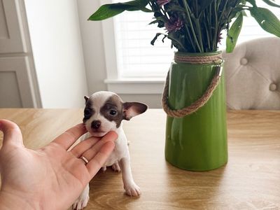Tiny Chihuahua Male