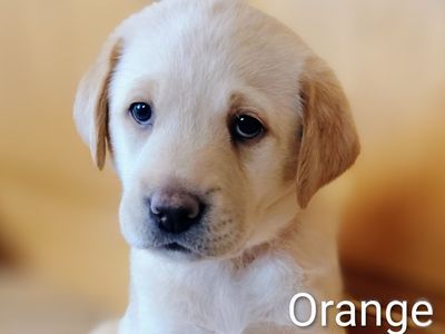 Family Raised Purebred AKC Registered Labrador Puppy Dogs
