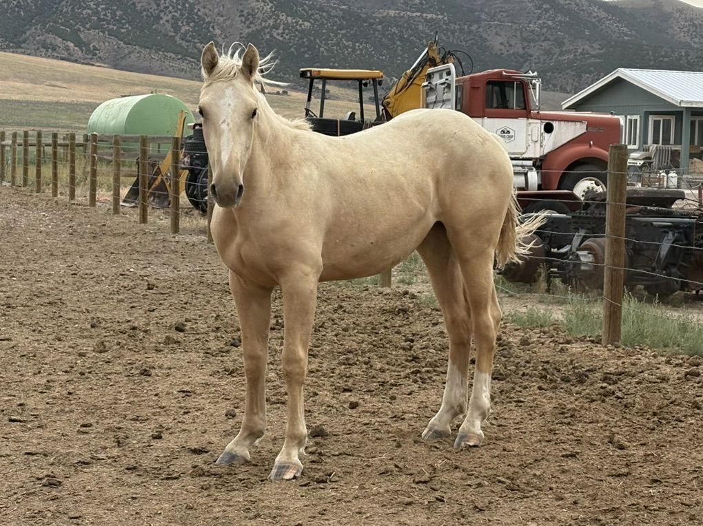 Yearling 1/4 Draft Palamino Filly
