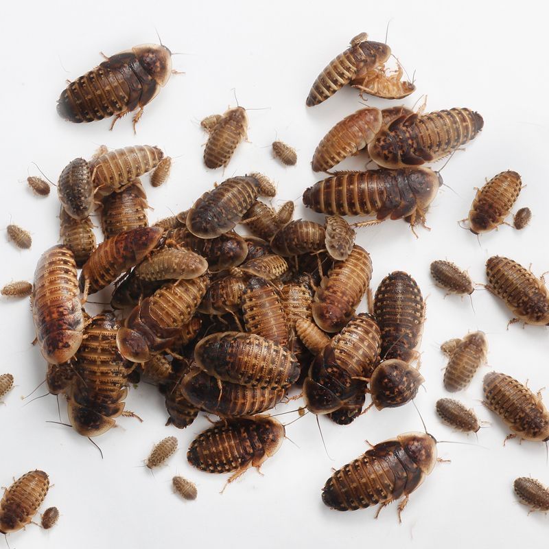 Dubai roach starter colony