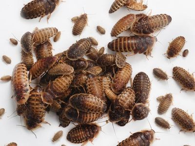 Dubai roach starter colony