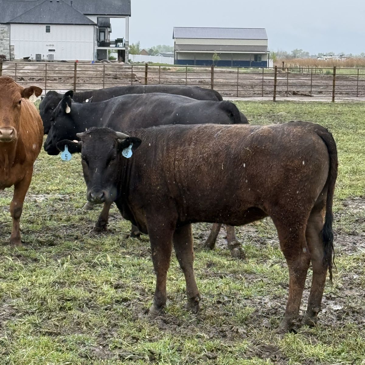 Wagyu Beef Heifer Yearlings