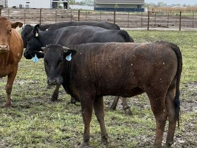 Wagyu Beef Heifer Yearlings
