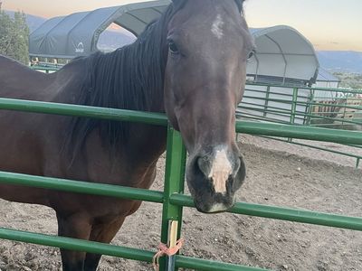 12 year old Thoroughbred Gelding