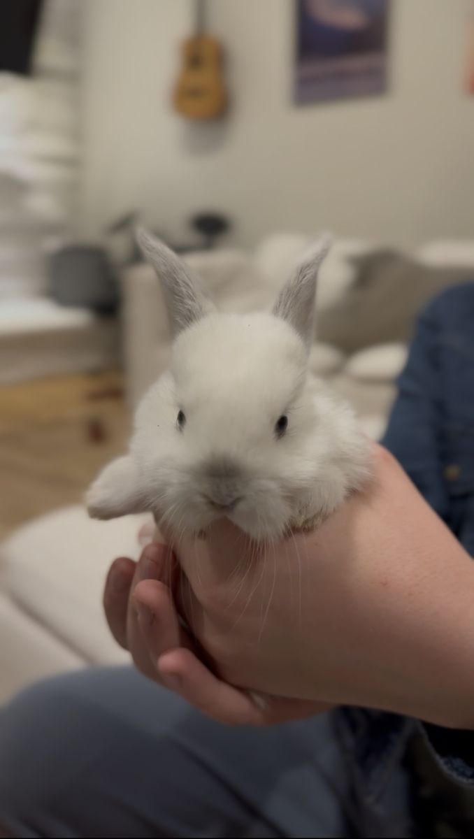 Baby Doe Bunny - Holland Lop / Rex Mix