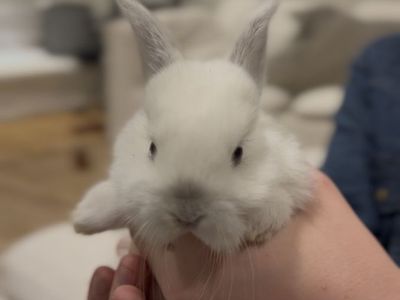 Baby Doe Bunny - Holland Lop / Rex Mix
