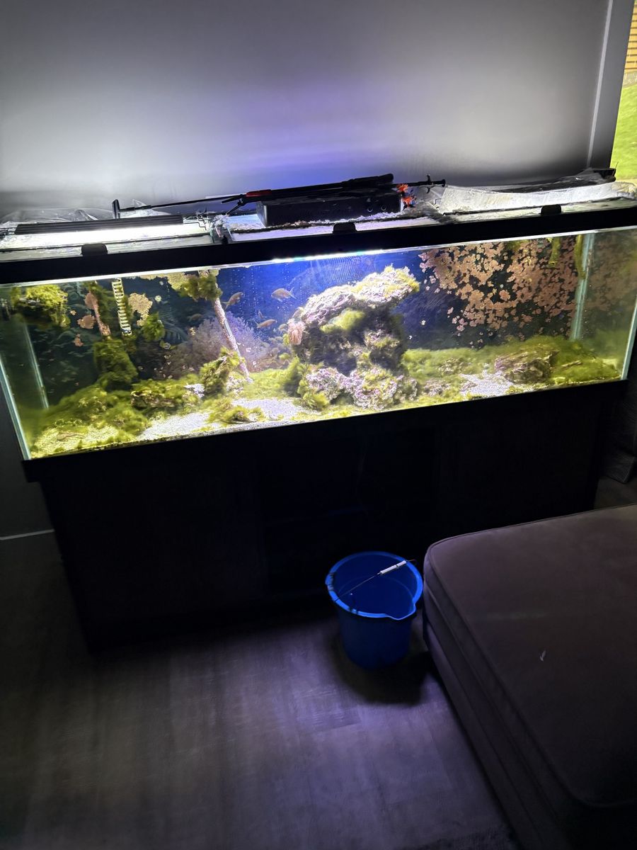 Large Glass Aquarium Setup with Stand, Lighting, and Accessories