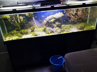 Large Glass Aquarium Setup with Stand, Lighting, and Accessories