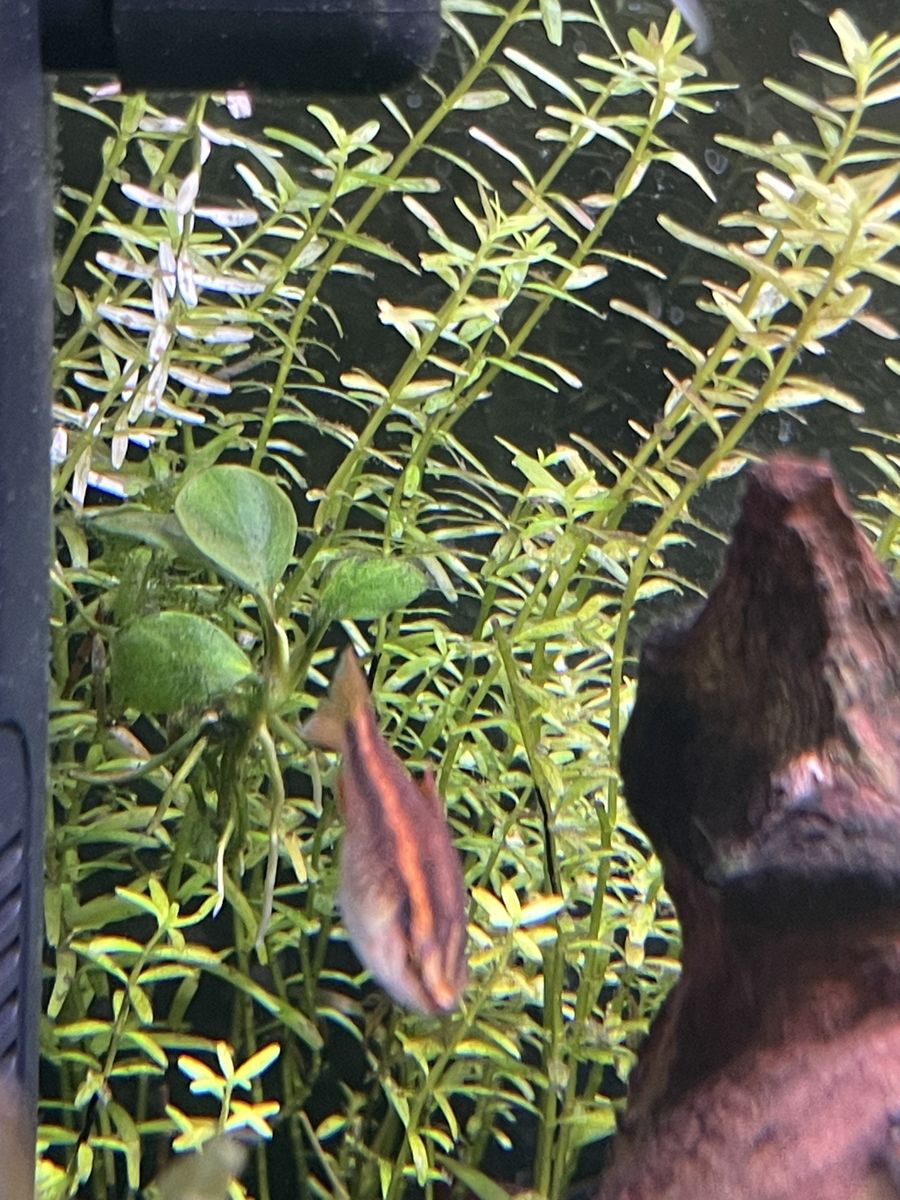 Big Cherry barbs