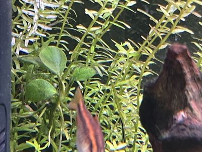 Big Cherry barbs