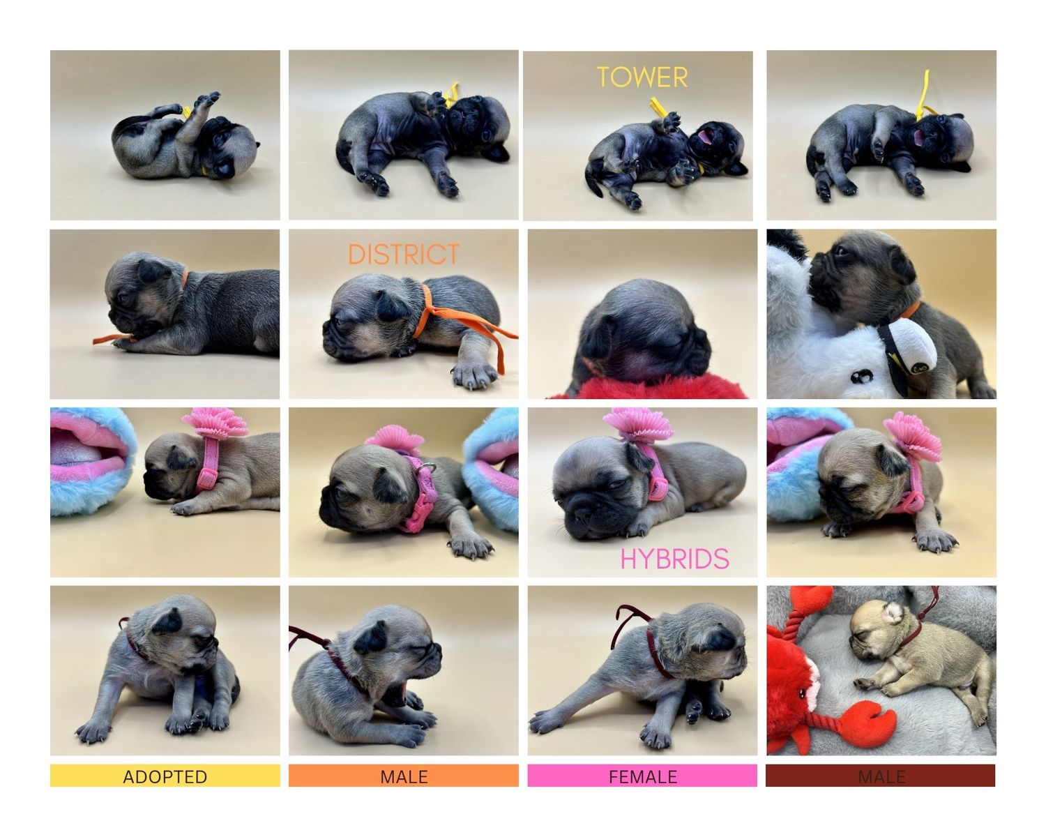 Authentic PUG puppies