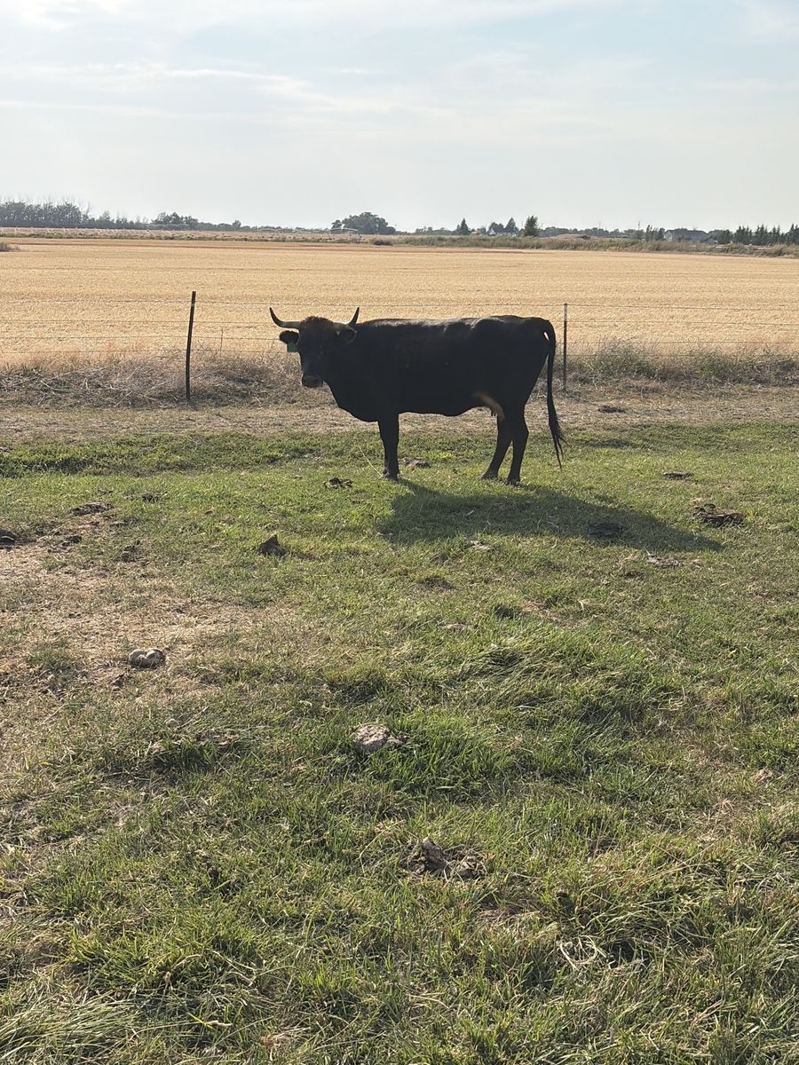 Bred Corriente cows