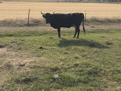 Bred Corriente cows