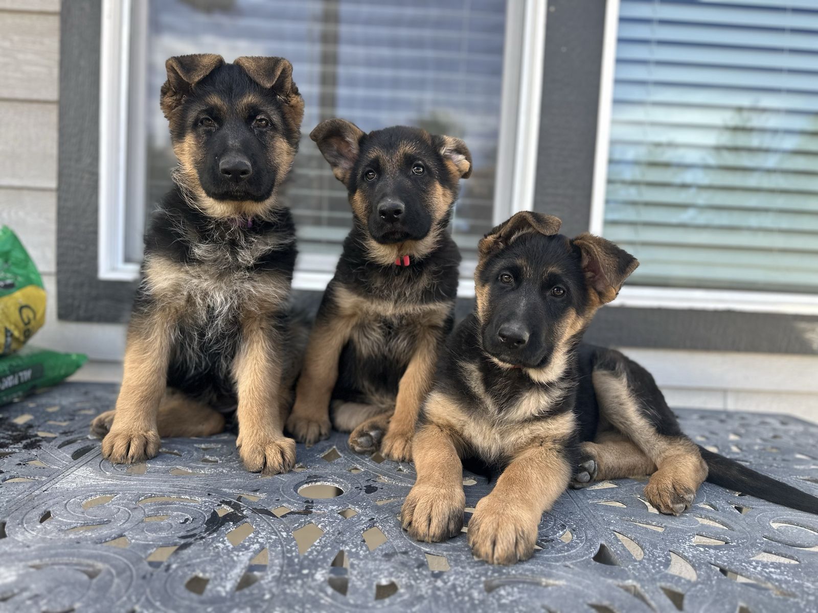High Quality German Shepherd Puppies