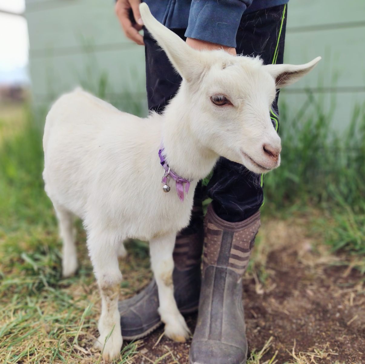 ADGA registerable Nigerian Dwarf doeling
