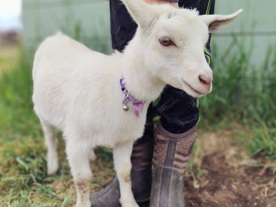ADGA registerable Nigerian Dwarf doeling