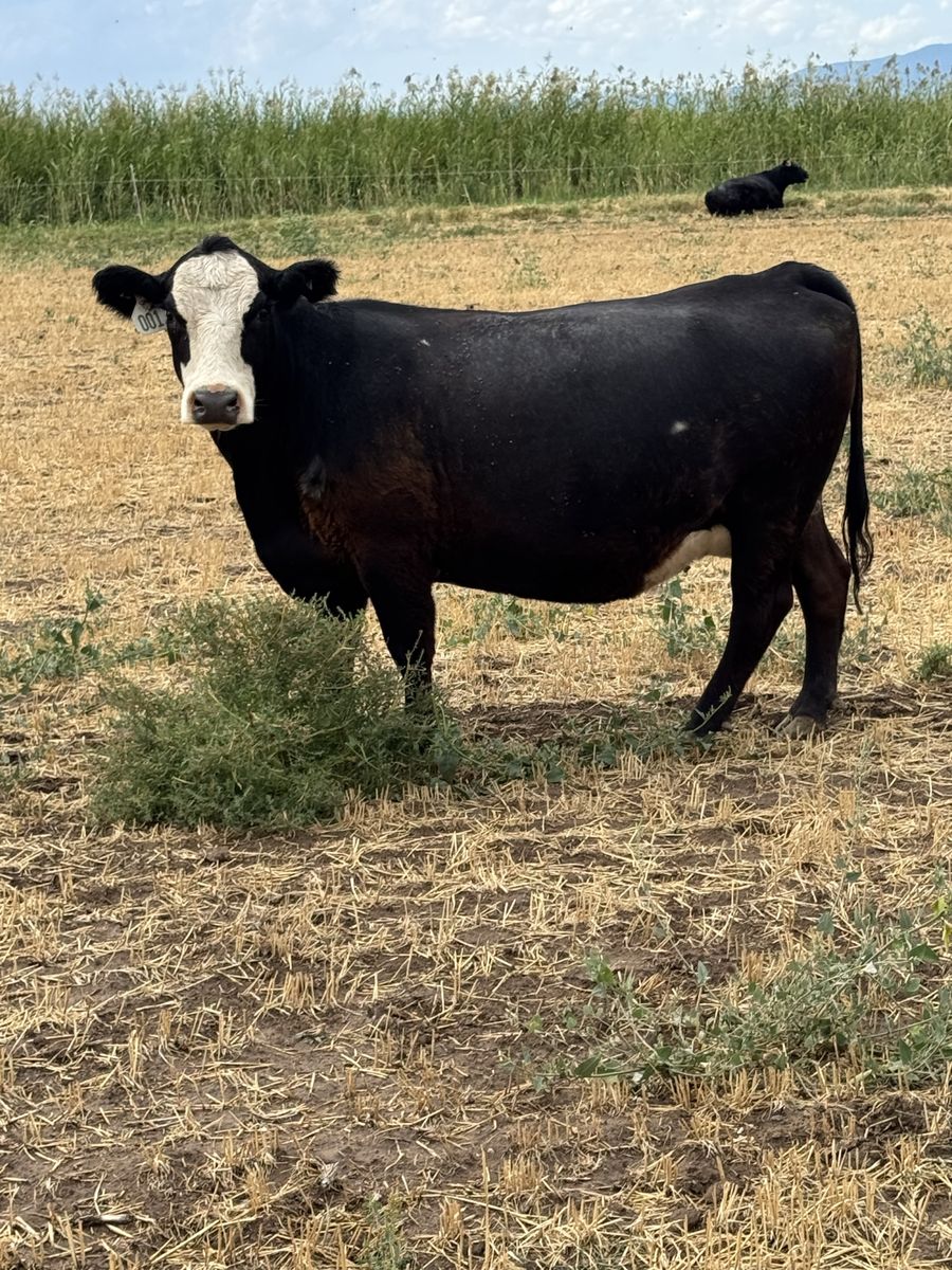 Bred Sim/Angus cows