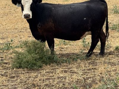 Bred Sim/Angus cows