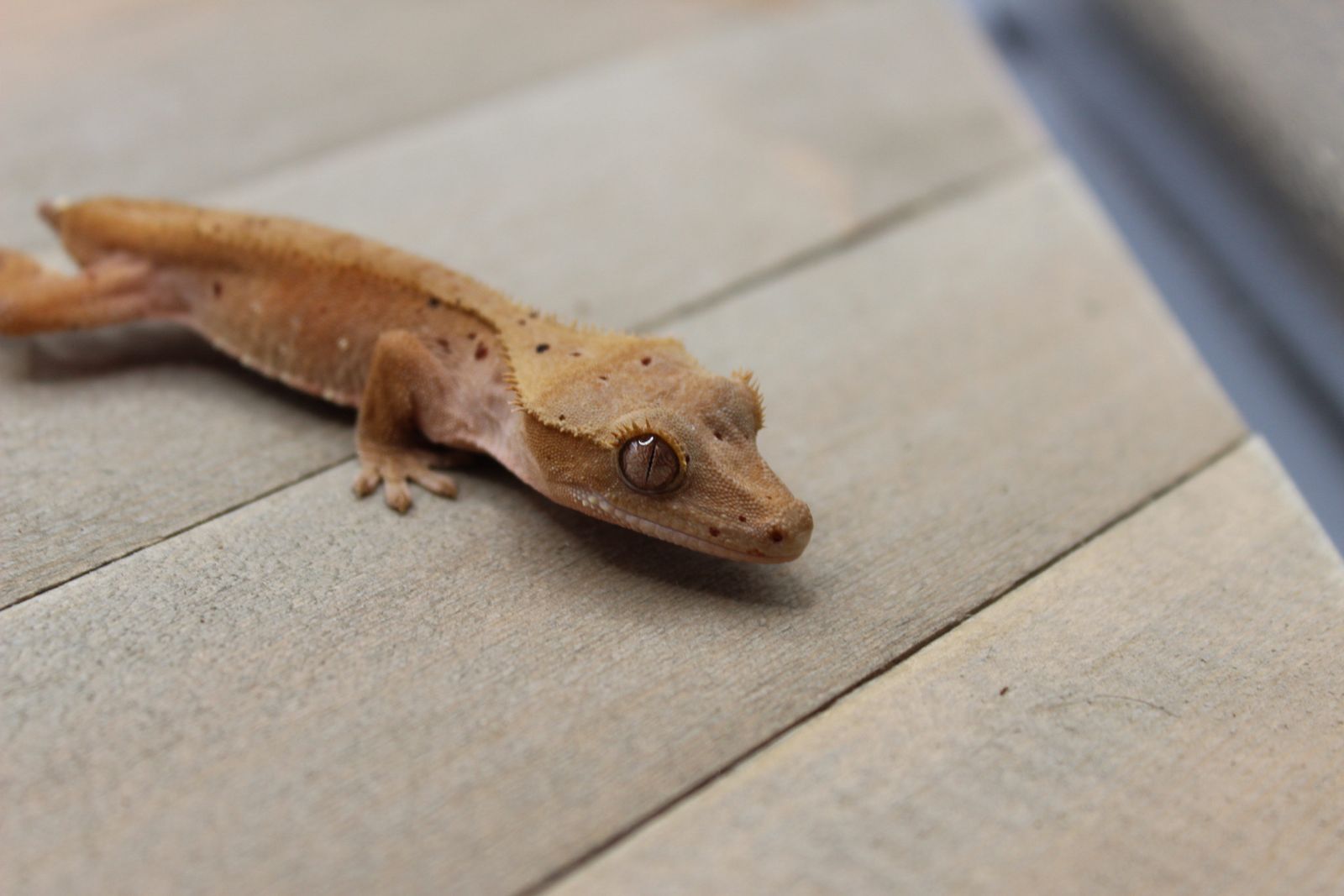 probable Female Crested Gecko