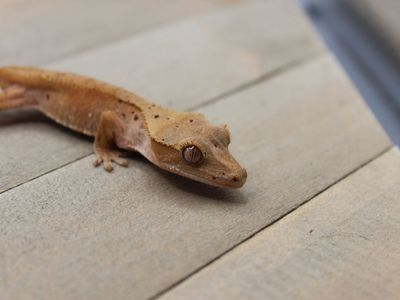 probable Female Crested Gecko