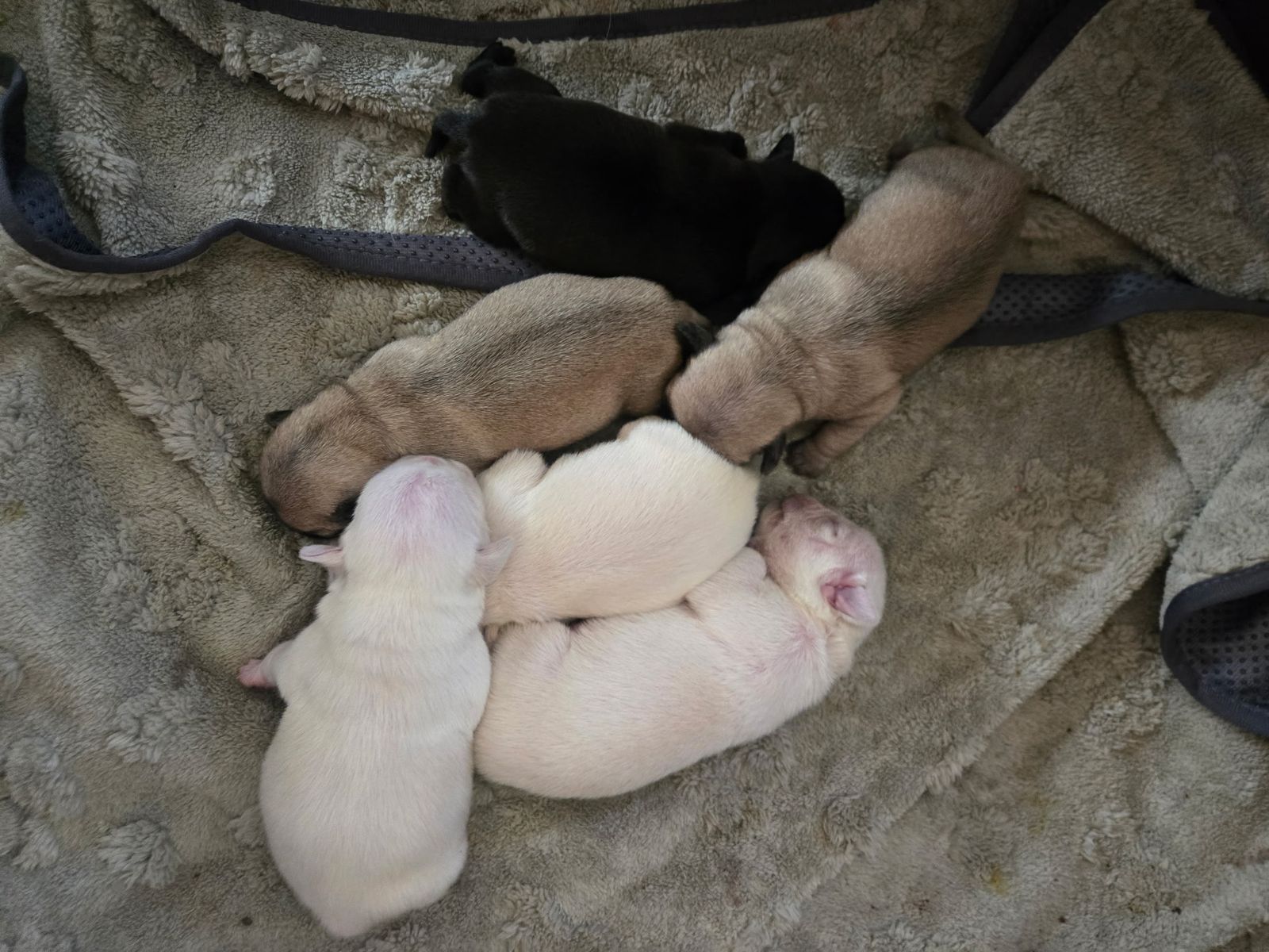 Rare & Exceptional Pug Puppies