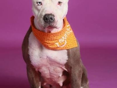 Adopt Zoe!!!