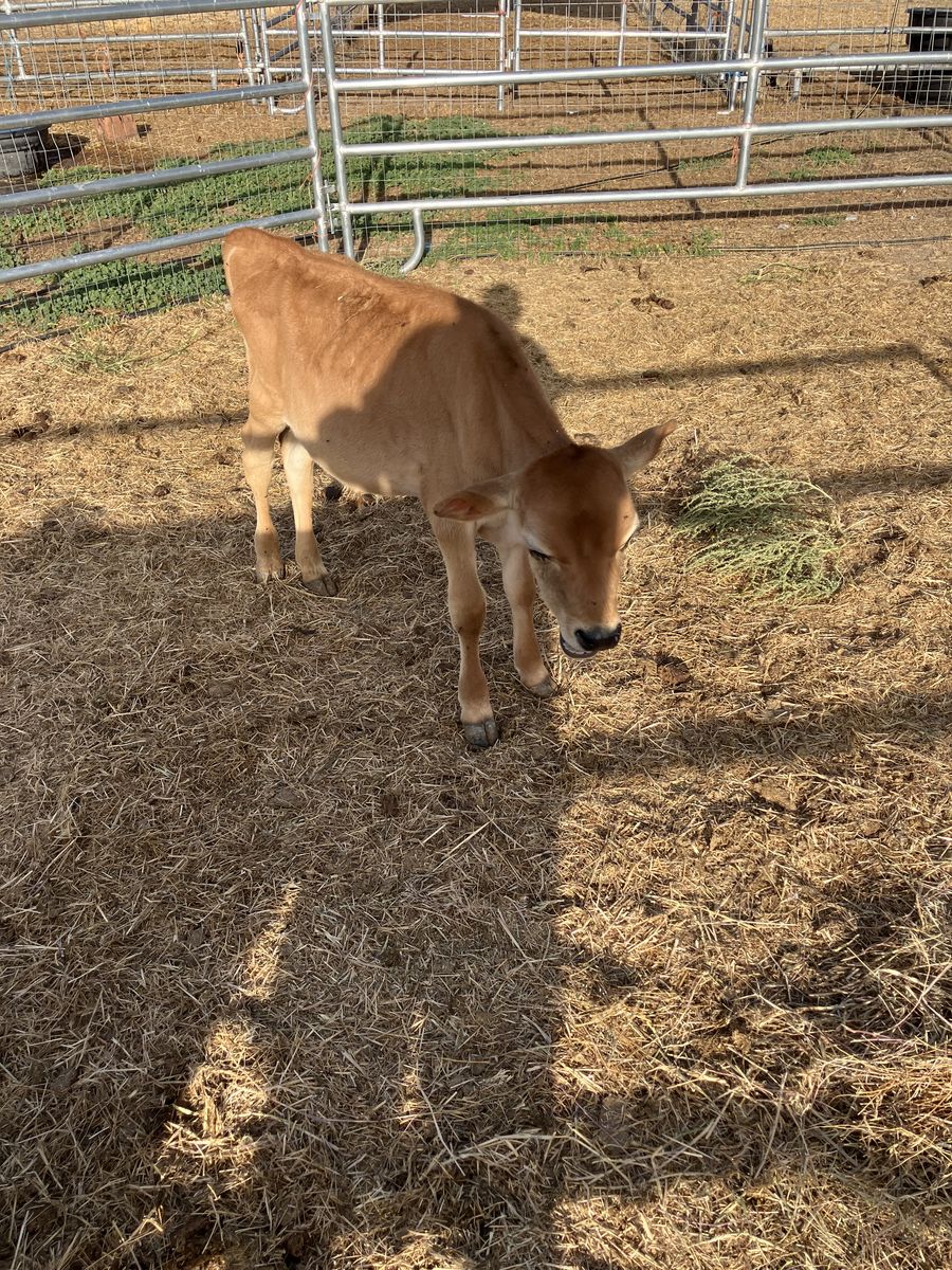 Jersey calf