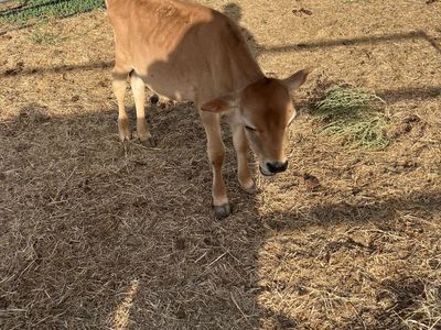 Jersey calf
