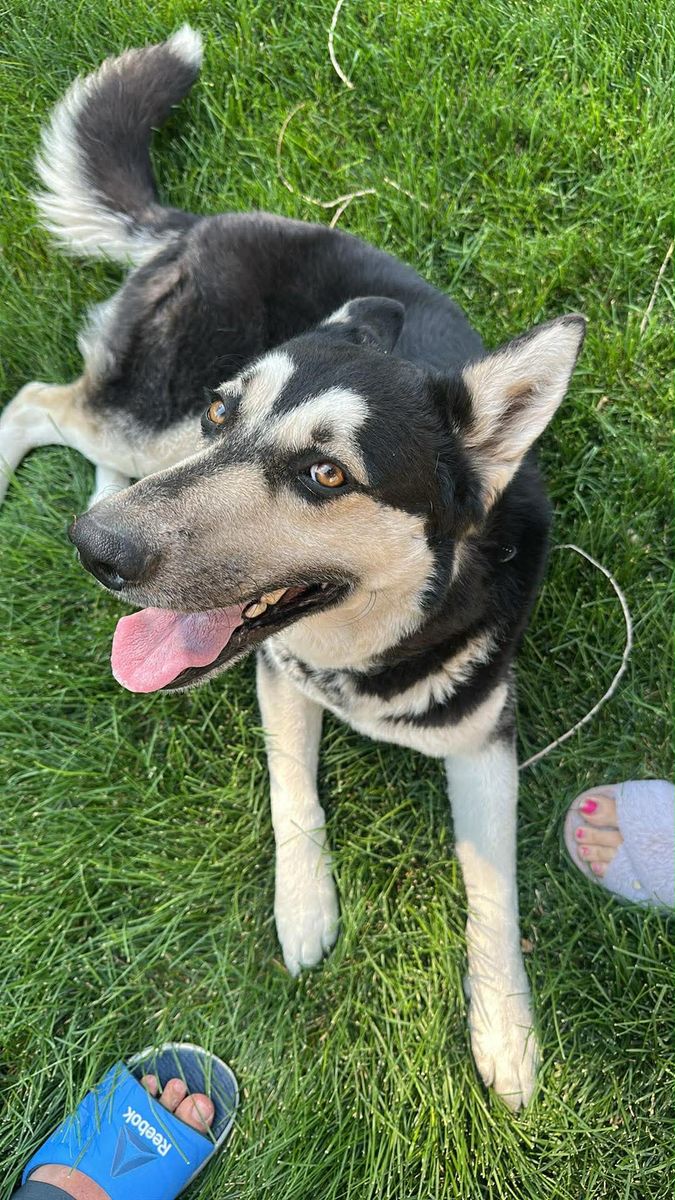 German Shepard/Husky mix