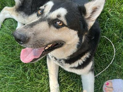 German Shepard/Husky mix