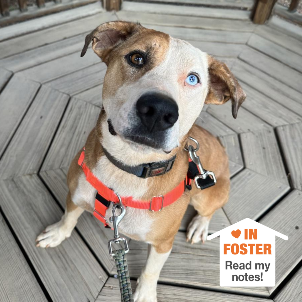 Hello my name is Chili