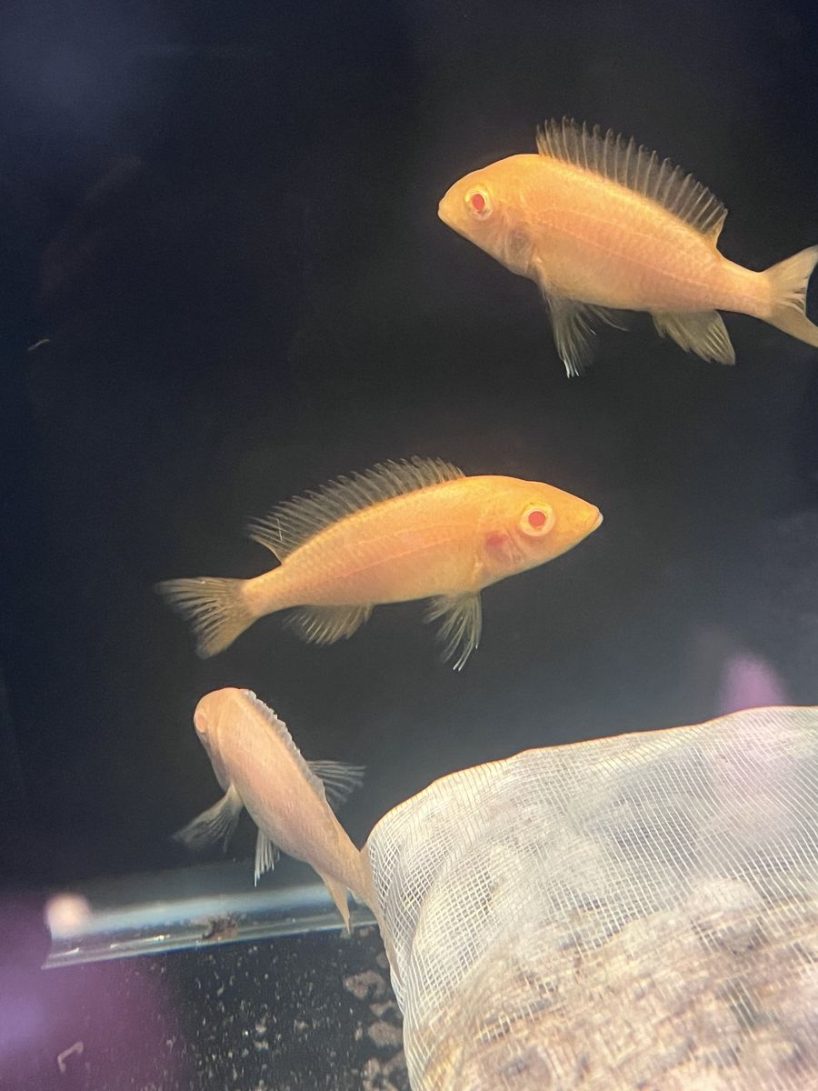 Albino Eureka Red Jake Cichlids Female