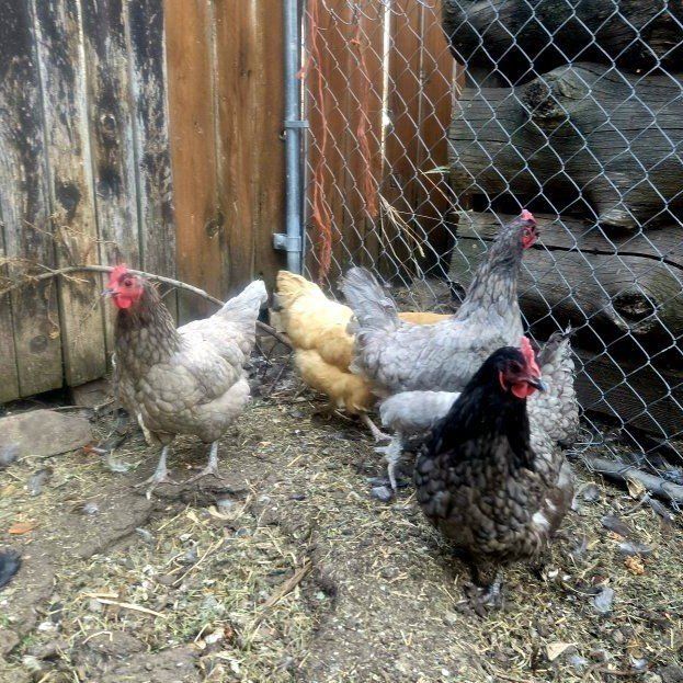 Beautiful Laying Hens – Great Layers!