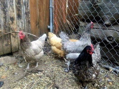 Beautiful Laying Hens – Great Layers!