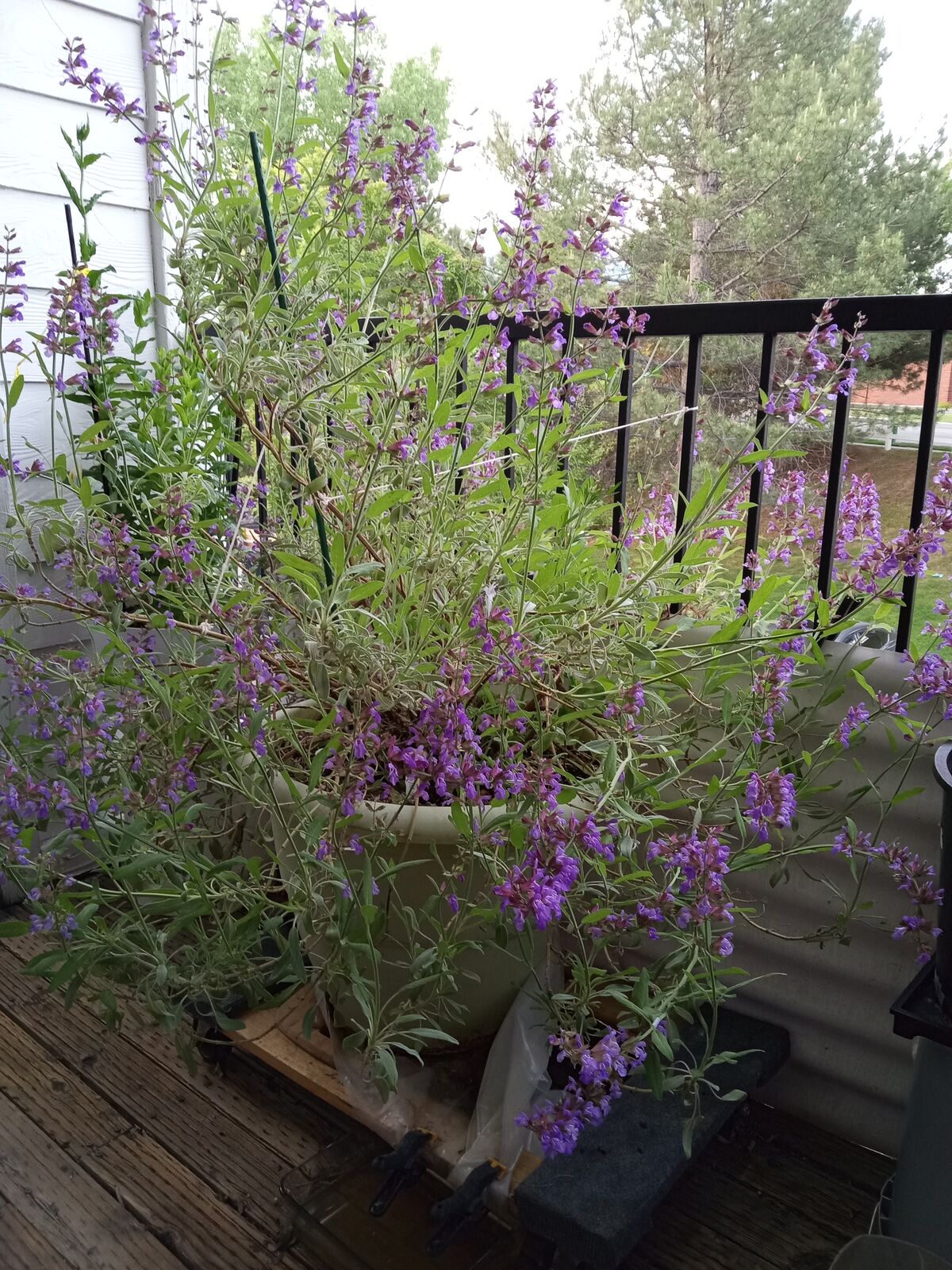 Xeroscaping landscape bush 7 yr old perennial potted sage 3 foot by 3 foot