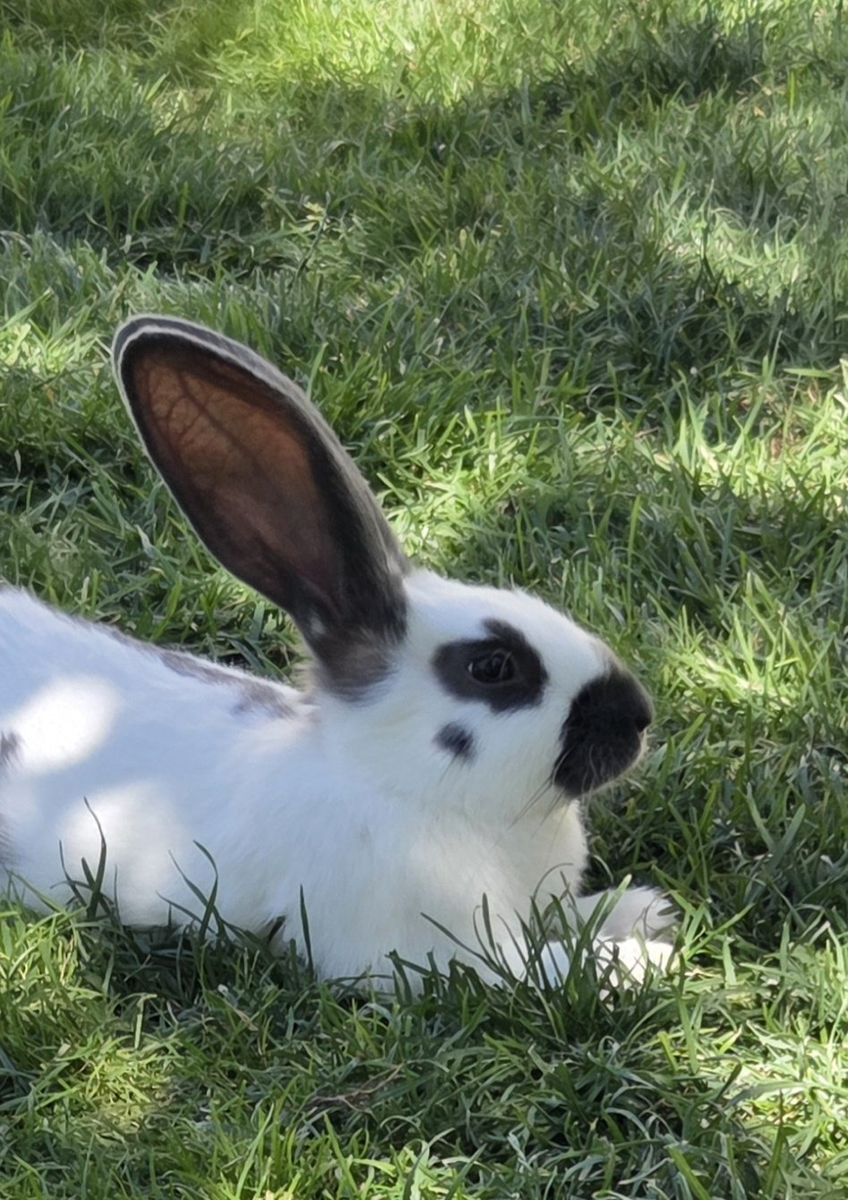Checkered Giants & Rhinelander Charlie Bunny Rabbits