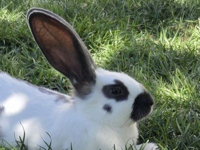 Checkered Giants & Rhinelander Charlie Bunny Rabbits