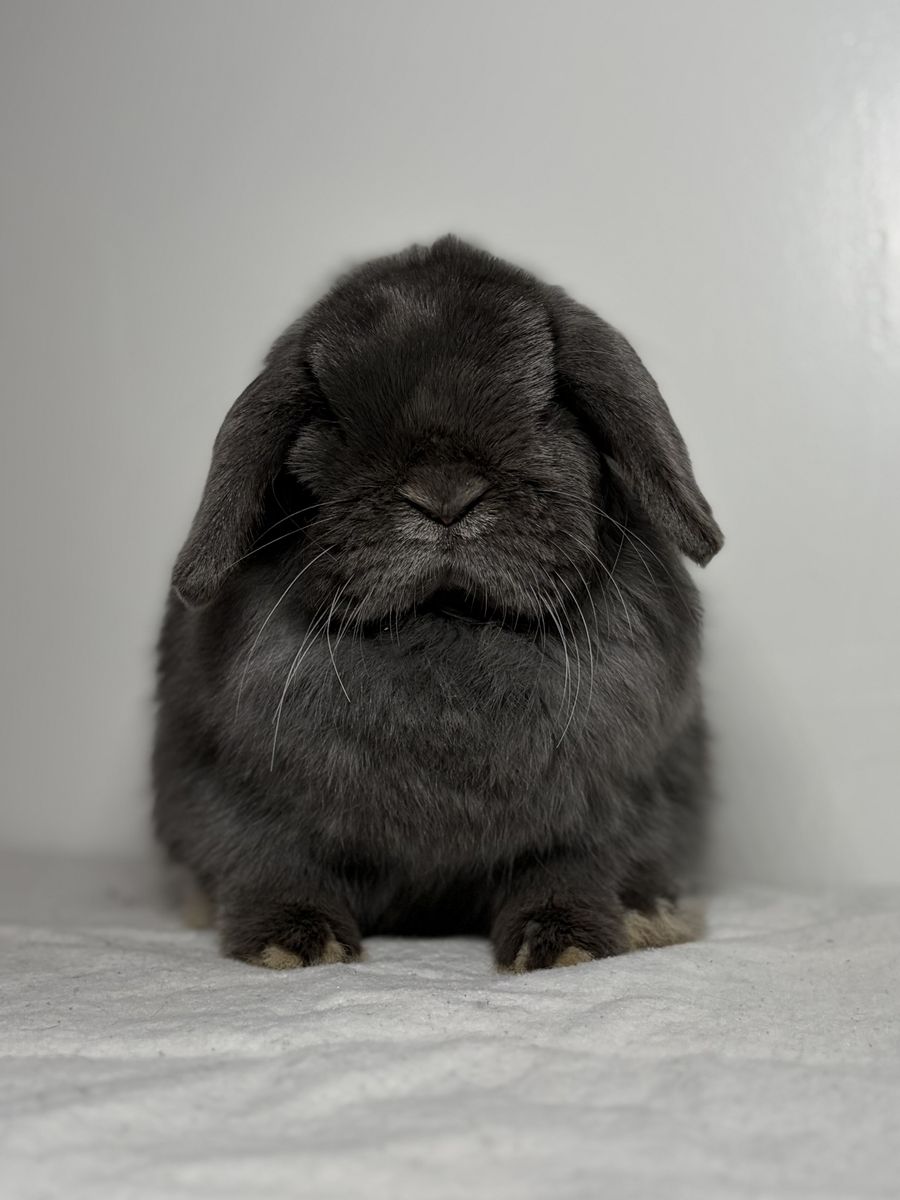 Holland Lop Doe