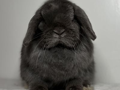 Holland Lop Doe