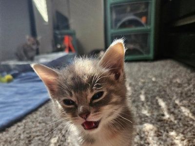 Last Female Kitten