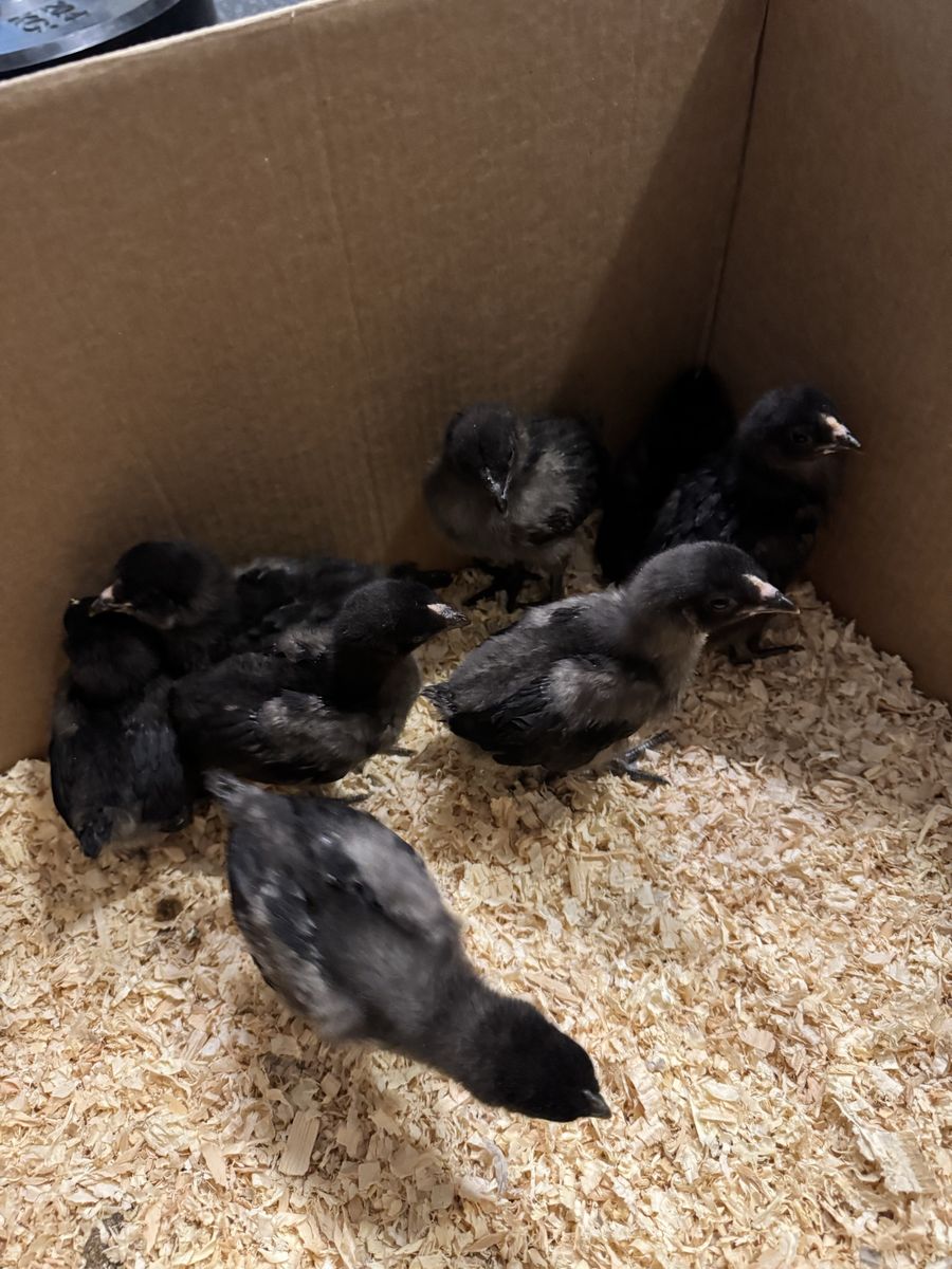 Mixed Baby Chicks for Sale