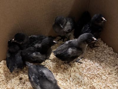 Mixed Baby Chicks for Sale