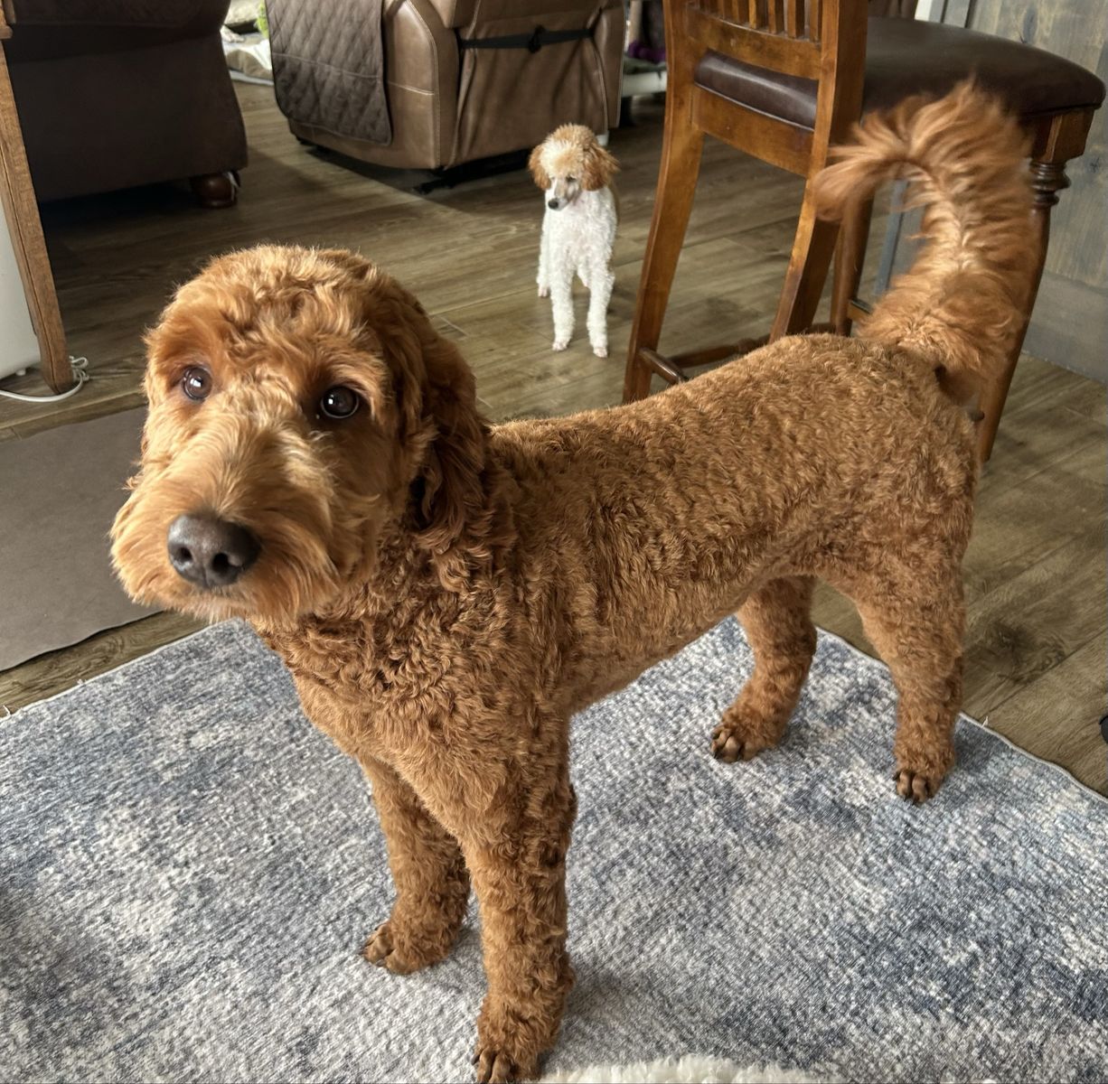 Gorgeous Female Goldendoodle