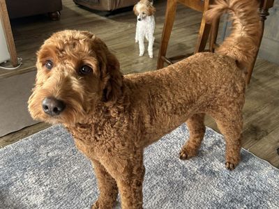 Gorgeous Female Goldendoodle