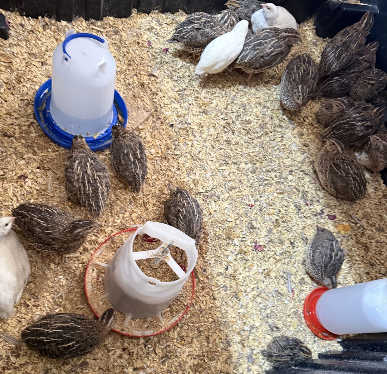 Quail Chicks: Jumbos, Celadons, and Texas A&M chicks 2-6weeks old. Eggs too.