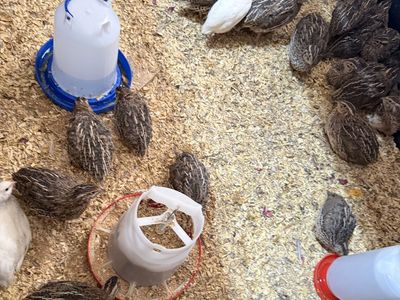 Quail Chicks: Jumbos, Celadons, and Texas A&M chicks 2-6weeks old. Eggs too.