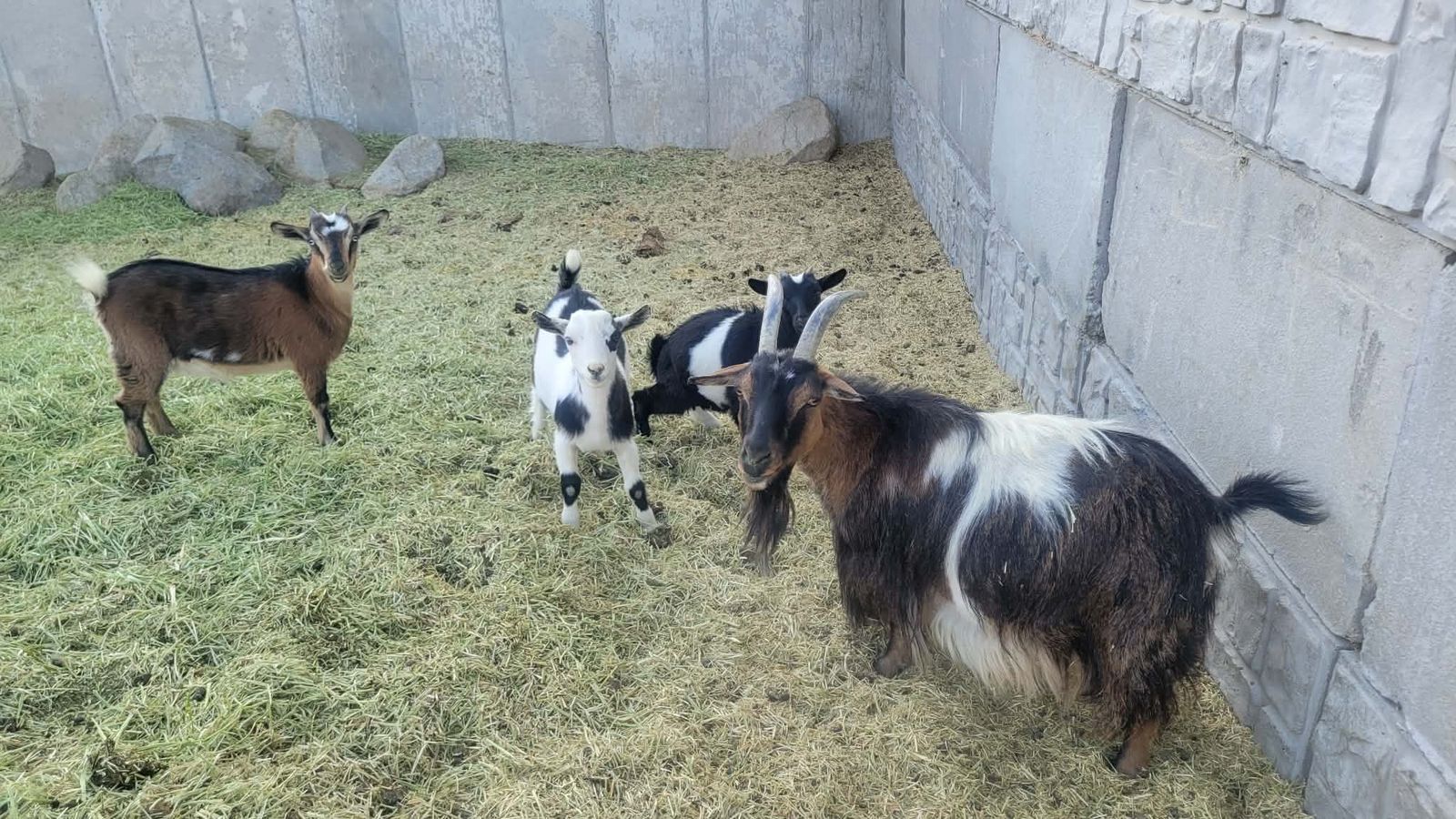 Piper – 100% Papered Multi-Generation Fainting Goat & 2 Kids