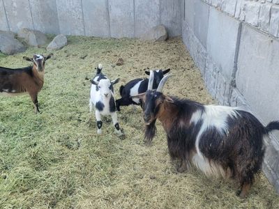 Piper – 100% Papered Multi-Generation Fainting Goat & 2 Kids